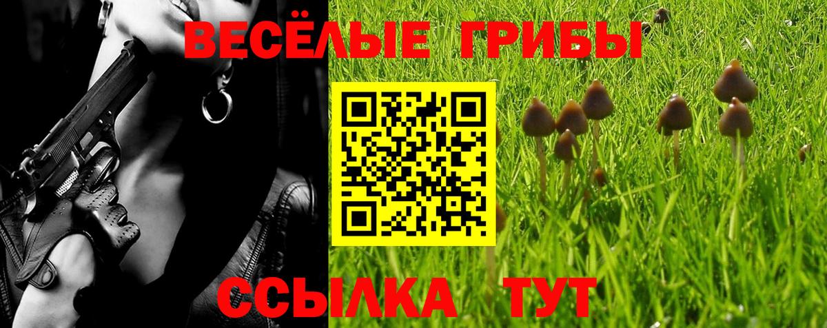Псилоцибиновые грибы Cubensis Новоалександровск